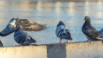 Beautiful pigeons sit on the concrete fence of the river embankment in winter. Sunny day.