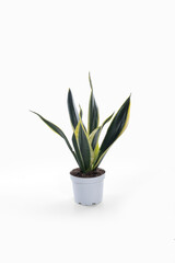 Sansevieria laurentii (Dracaena trifasciata, mother-in-law, snake plant) in a pot against a white background