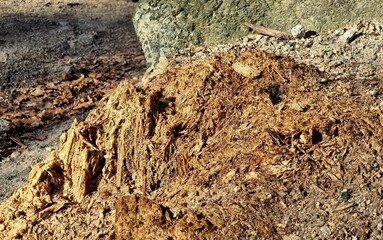 a rotten stump