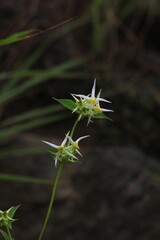 wild flowers