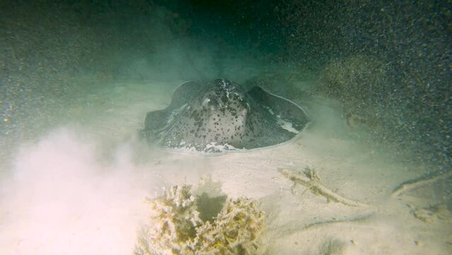 Large blackspotted stingray taeniurops meyeni underwater feeding on sandy sea bed of tropical coral reef at night