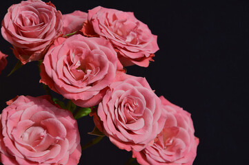 background for the design of holidays, valentine's day, birthday, March 8. a bouquet of flowers. beautiful pink roses.
