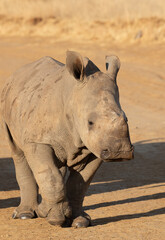Fototapeta premium White Rhino Calf, South Africa