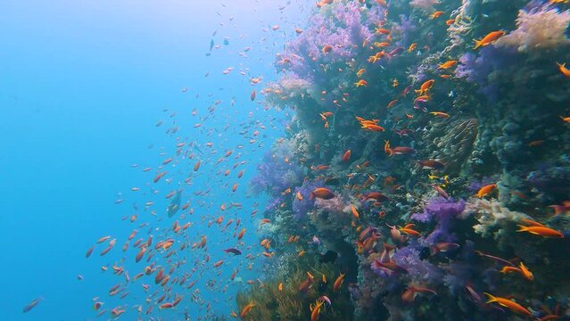 Stunning tropical coral reef scenery with shoals of anthias swimming on wall in Red Sea