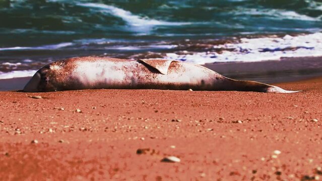 A dead dolphin is washed ashore by the sea waves.. Azov dolphin (Phocoena phocoena relicta). Marine mammals increasingly dying from water pollution and after fishery, by-catch. Kerch Strait