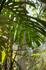 Naklejka premium Monstera deliciosa at the conservatory