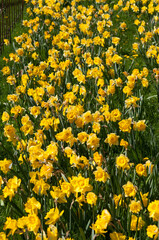 Obraz premium field of flowers