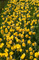field of yellow daffodils growing in a lawn