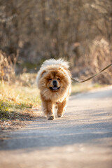 Fototapeta premium Beautiful dog breed chow-chow runs in nature