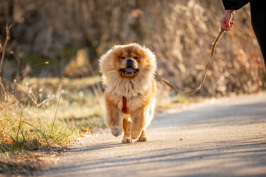 Beautiful dog breed chow-chow runs in nature