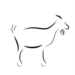 Vector illustration of goat painted with simple lines. Symbol of cattle and farm animal.