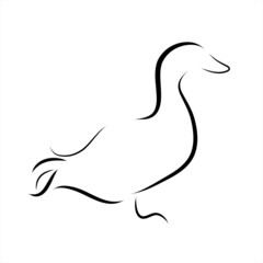 Vector illustration of duck painted with simple lines. Symbol of mallard and farm animal.