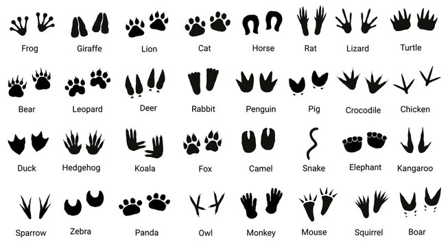 Big set with animals footprint in black color. Paw trace in different shape