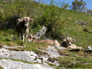Cow laying in the sun in Switzerland