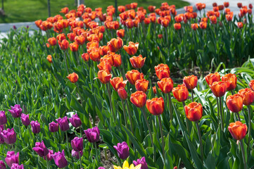 spring scene with tulips