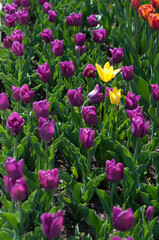 yellow and orange tulips amid a field of purple flowers