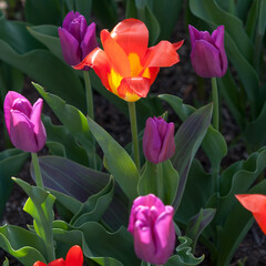 orange and purple tulips with leaves in a garden