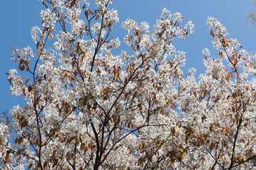 spring blossoms and blue sky