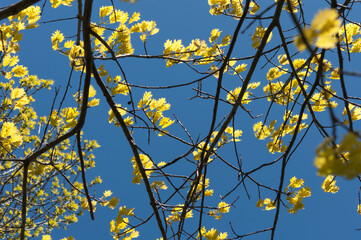 spring leaves on a blue sky