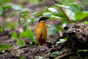 Blue - winged Pitta