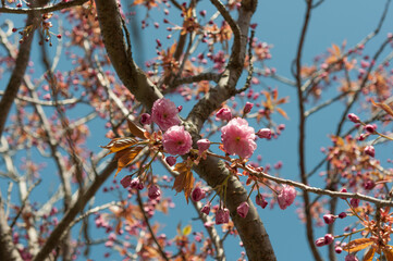 pink flowers on branches
