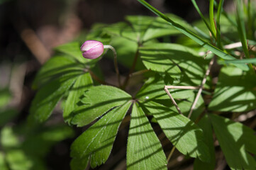 wildflower (anemone)