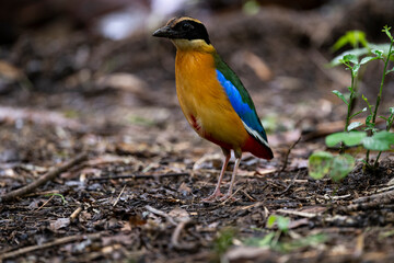 Fototapeta premium Blue - winged Pitta