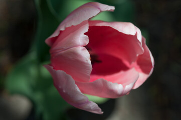 pink flower viewed from above