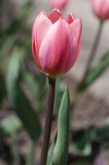 pink tulip bloom in the sun