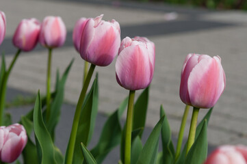 Fototapeta premium pink and white tulips