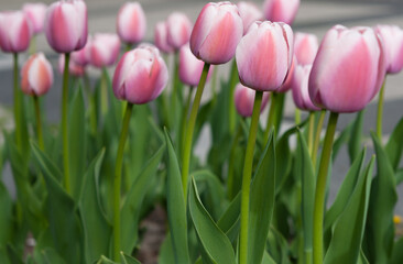 row of light pink tulips in the sun