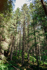 Forest of Spruce Trees illuminated by Sunbeams through Fog, a Carpet of Moss and stones covering the forest floor. Natural relict spruce (Picea abies) forest in the Carpathian Mountains.