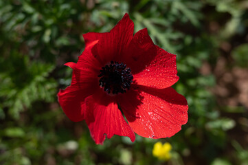 The red anemone flower belongs to the buttercup family and is a perennial herbaceous plant