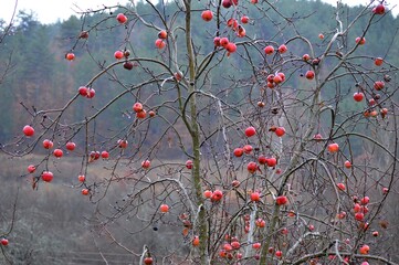 red ripe apples on a tree in the rain in winter