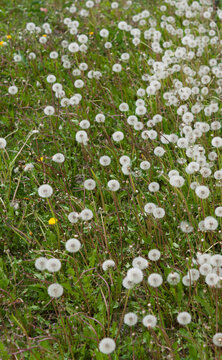 dandelion seed heads or pappi (parachute)  in the grass