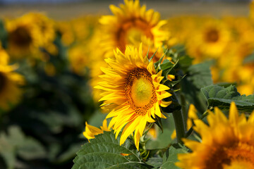 yellow flowering sunflowers in the summer