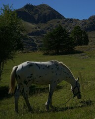 Fototapeta premium horses in the mountains
