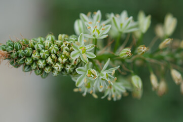 close up of a flower spike with small green and white (six petal) blooms (allium?)