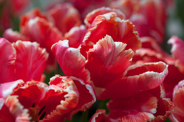 parrot tulips at a conservatory