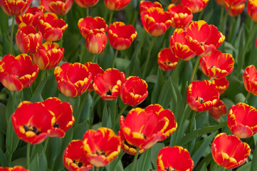 field of tulips close up