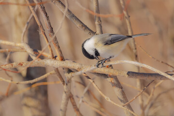 great spotted woodpecker