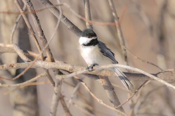 Naklejka premium great spotted woodpecker
