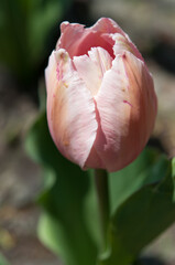 pink tulip flower close up