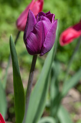 purple flower in the sun