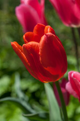 deep orange and pink tulips in the sun