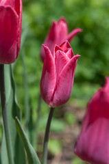 Naklejka premium pink tulips growing in the garden
