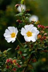 California tree anemone white flower - Latin name - Carpenteria californica