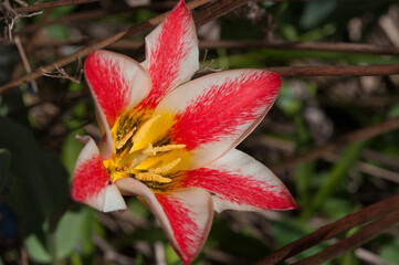 star shaped flower with stripes