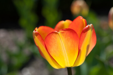 bright orange yellow tulip backlit by the sun