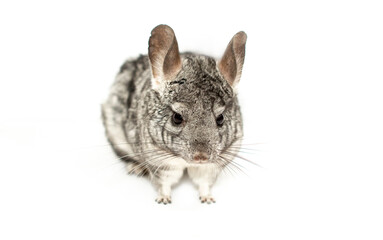 Obraz premium Chinchilla on a white background. Pet, exotic animal.